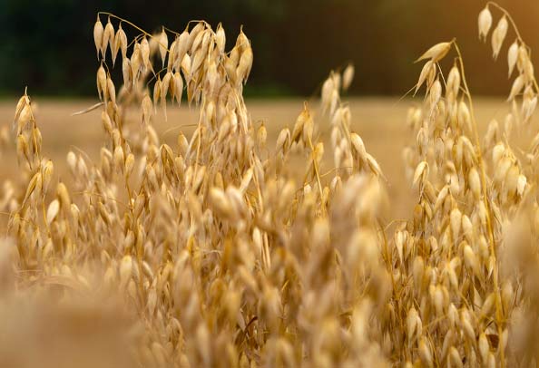 Golden brown wheat field